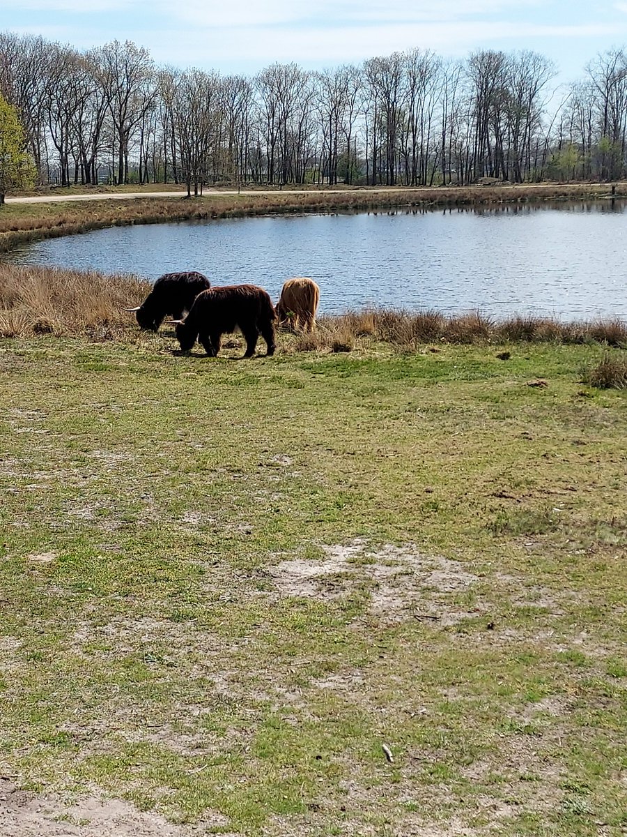chanhoed's tweet photo. Out and about #scottishhighlanders π¦¬
#furryfriends https://t.co/9K1UdXIZWf