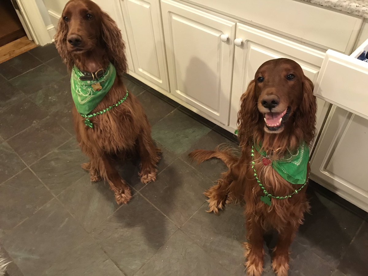 FlannCasey's tweet photo. @BullRealty Murphy 1 and Murphy 2 #CreDogs https://t.co/kS0I6LsdqE
