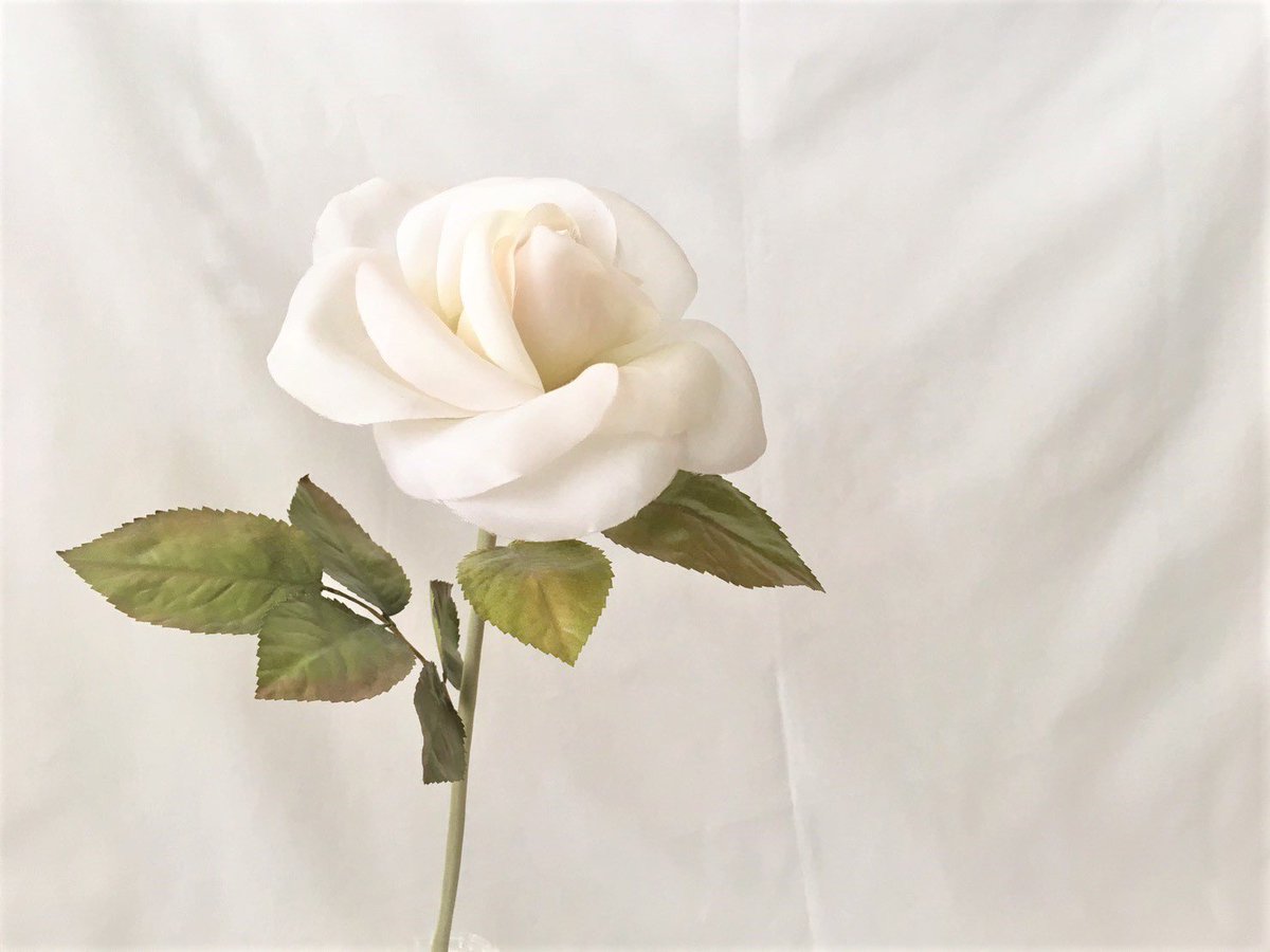 Orionの アートフラワー 日記 次はバラのコサージュを作ろうかなと 思ってます バラは何種類も作りましたが 同じ型紙 作り方でも コテのあたり方で印象が違ってくるので 敬遠してましたが 連休にもなるので調整してみます 布花 アートフラワー