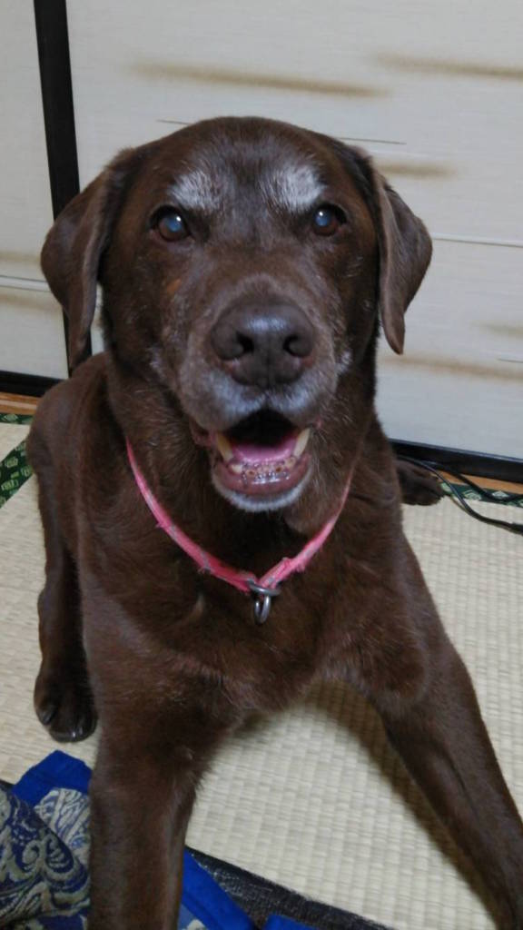 ラオウさん 今日はアキレス君の誕生日 14歳になりました ゚w゚ ノ アキレス君 きょうのわんこ チョコラブ ラブラドールレトリバー 誕生日 14歳 4月26日 T Co Epjhp0cajo Twitter ラオウさん 今日はアキレス君の誕生日 14歳になりました ゚w゚ ノ アキレス君 きょうのわんこ チョコラブ ラブラドールレトリバー 誕生日 14歳 4月26日 T Co Epjhp0cajo Twitter