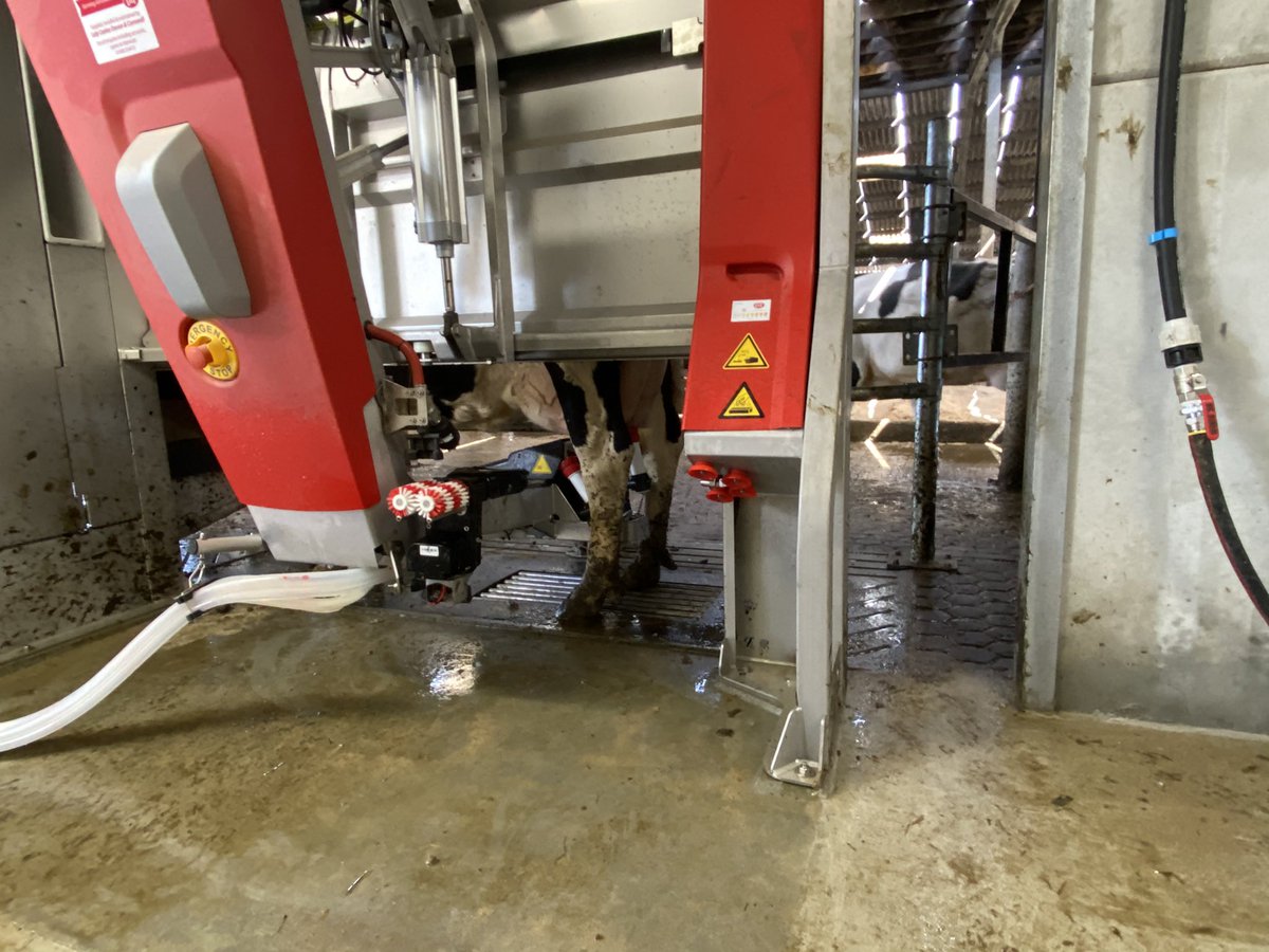 LelyHolsworthy's tweet image. Lots of Lely Center Devon &amp;amp; Cornwall staff onsite this morning. We have mapped teat coordinates on 129 cows in 2.75 hours on a 3 robot start up in Devon today. #lely #startup #milkingrobot #devon #farming #teamdairy