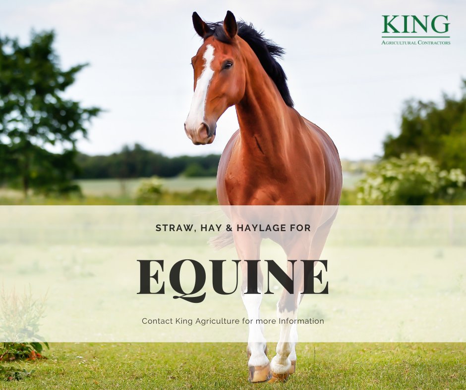 Do you require Straw, Hay or Haylage for your horses?

Find out more about our Equine Services here:
kingagriculture.co.uk/agricultural-c…

#Farming #UKFarming #BritishFarmer #Agriculture #KingAgriculture #Equine #HayForEquine #StrawForHorses #Haylage