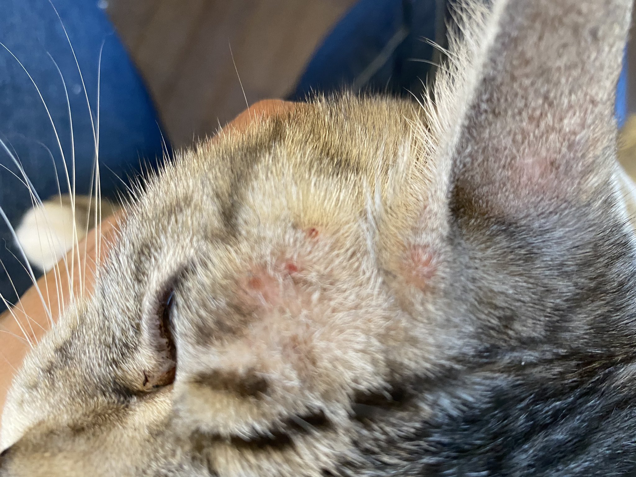 マメ ｋ ここ1ヶ月ぐらい食欲増し増し 敬遠していた猫飯をガツガツ食べていた ミクロ 先日から体調イマイチ 顔が腫れ 掻き傷が増えて一昨日は体調不良時限定の抱っこ要求 手乗り猫の時からの命綱 ネッシンの先生に相談したらアレルギーかな と