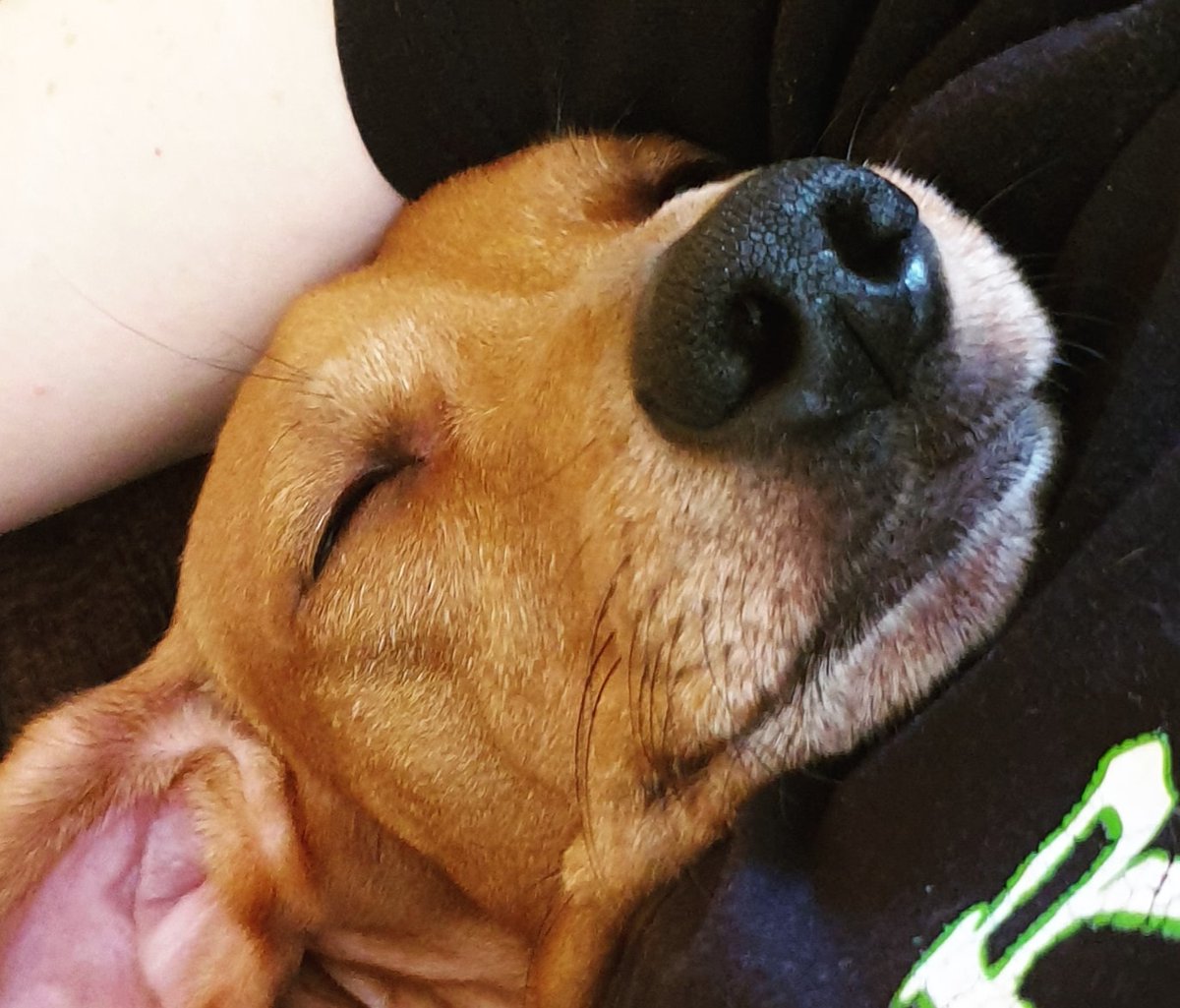 martiescriu's tweet image. #snootaboop Gina