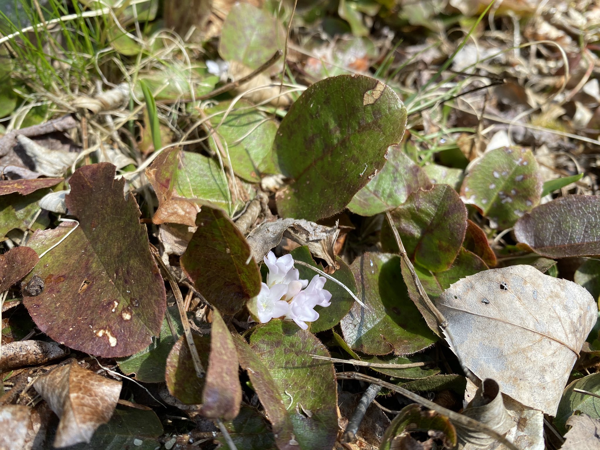 Peiセレクトツアーズ 咲いてた まだ4月だけどメイフラワー咲いておりましたよ こんな小さなお花を花束にしてアンにプレゼントしてくれるギルバート なんて健気なの 森の中にひっそりと 春一番に咲くお花です プリンスエドワード島 赤毛