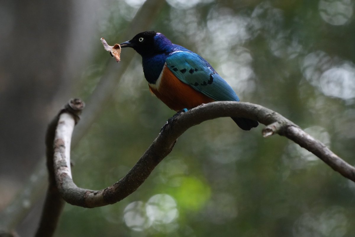 Roberto Blake 🇺🇸🇵🇦 Creative Entrepreneur tweet media