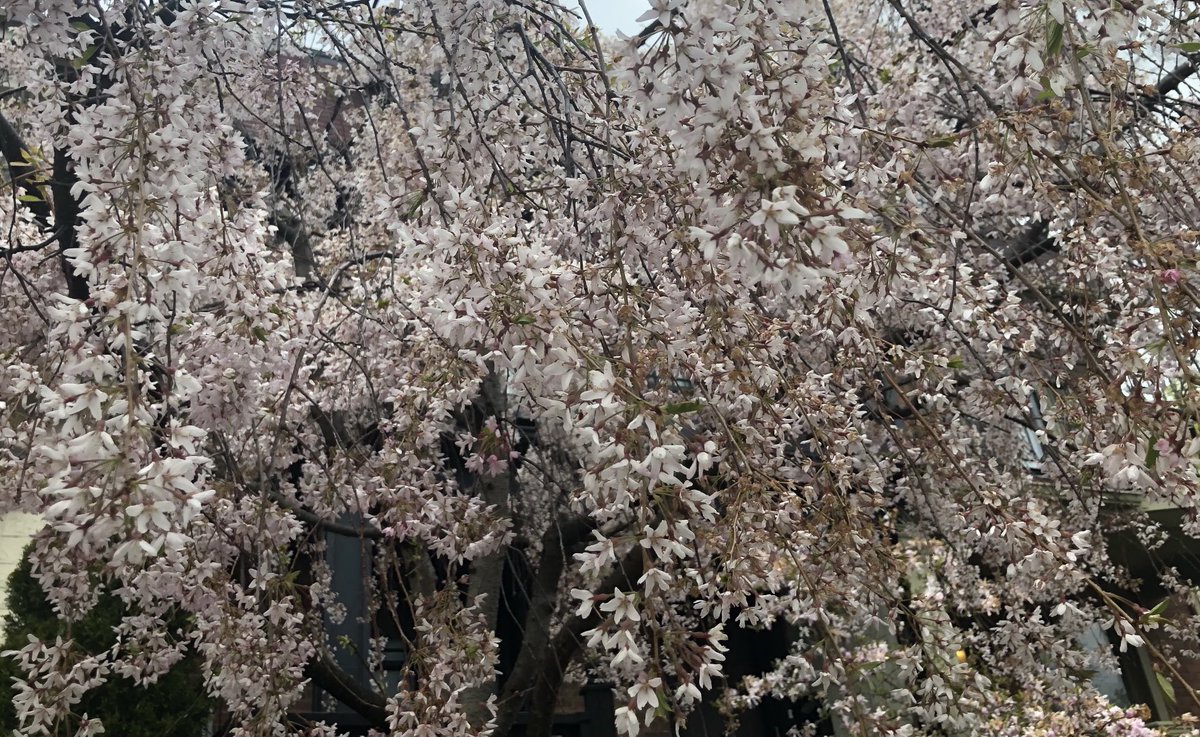 janlambod's tweet photo. This morning’s nature walk with a focus on beauty. A welcome break from doom scrolling and the devastation in our hospitals. Tomorrow I will return to rescheduling “non-essential” surgeries for #whoknowswhen? https://t.co/FzW949B6sm