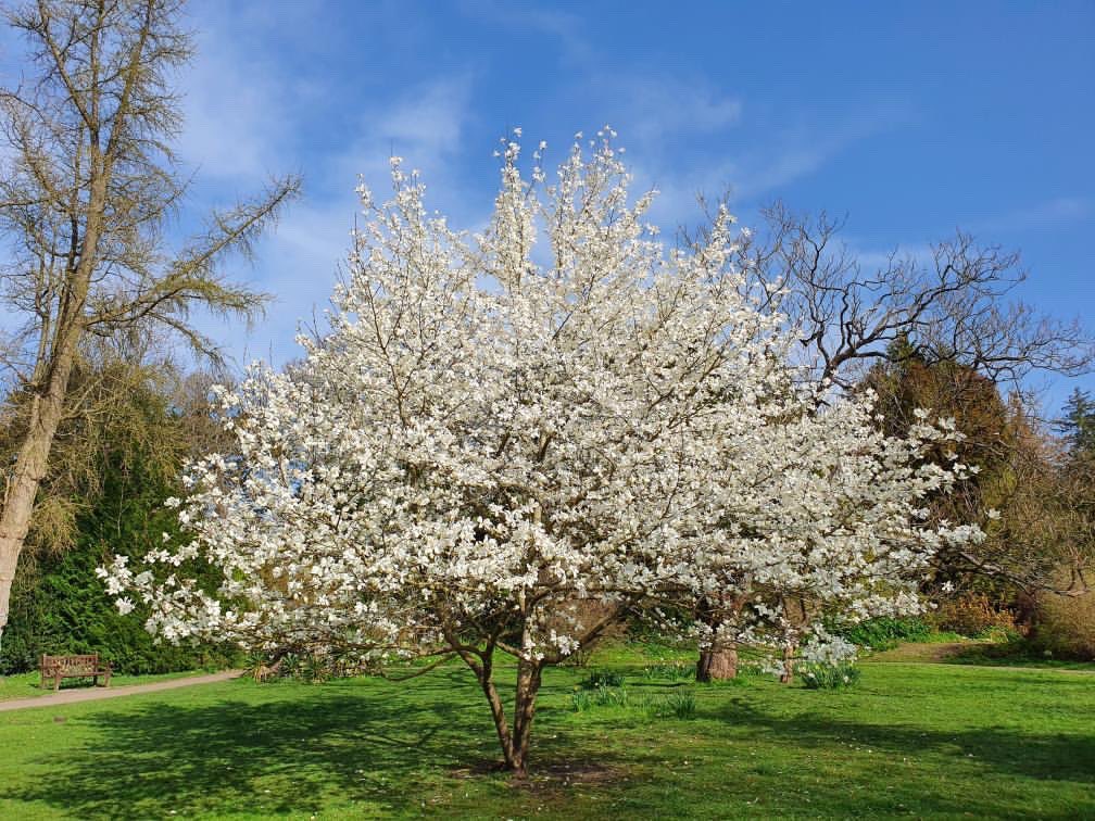 Beautiful walks to be had here in Bath 🌸☀️

#botanicalgardens #visitbath #lovebath #walking