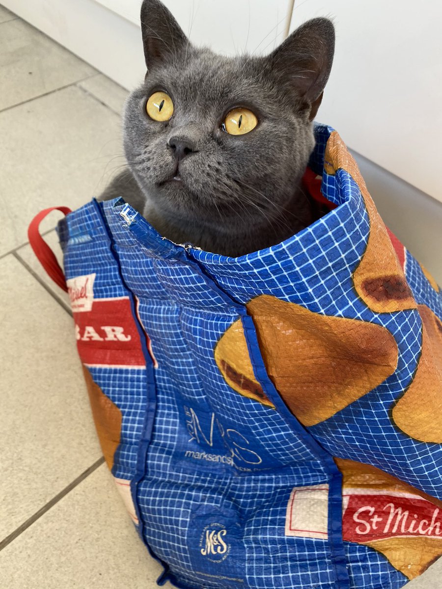 Food shop anyone?? #britishshorthair #CatsOfTwitter #catinabag