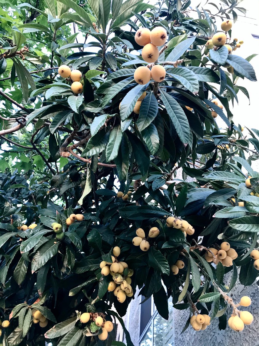 ReDressTheGlobe's tweet photo. Found a loquat tree in my neighborhood! Yum! Reminds me of last year in Crete. My brother had a tree in his yard. We gorged ourselves every day! #loquat #CreteDoc #travel @VisitCRETE #FRUITFUL https://t.co/hlm3IY5TIm