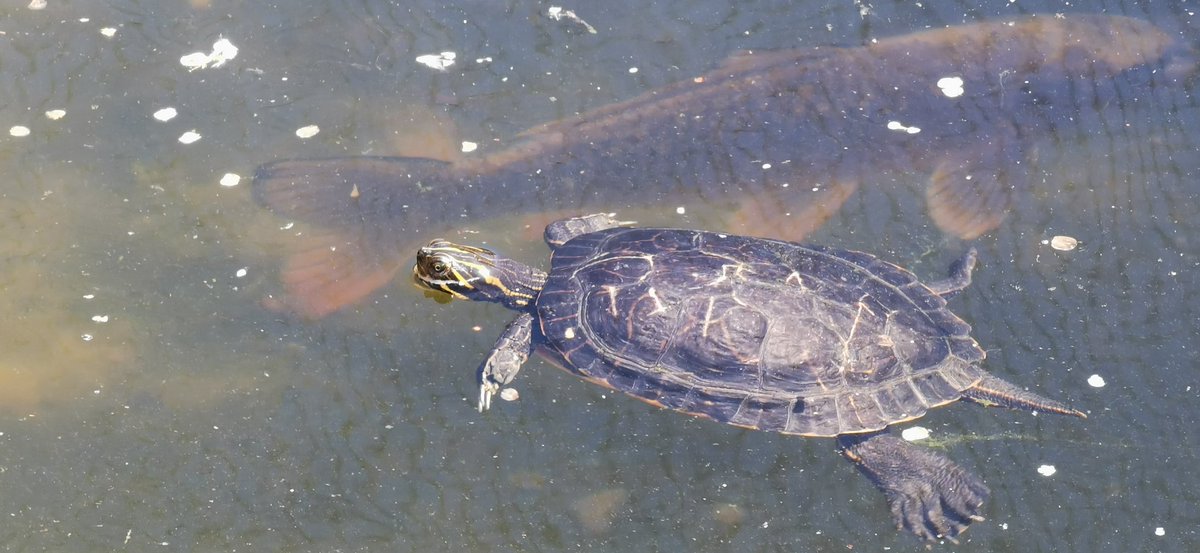 What a lovely day for a swim!

#turtle #milletsfalconry
