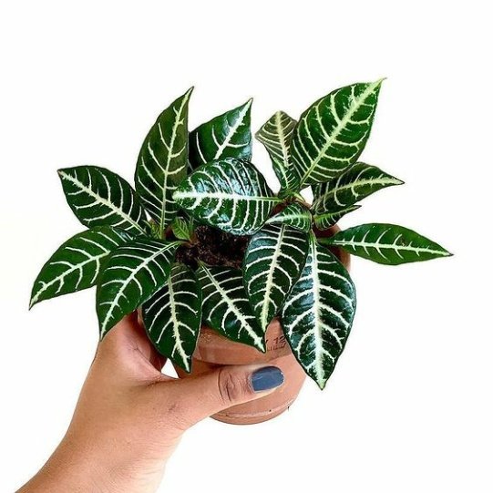 #plants #plant2021 #plants #houseplants #plantery #planttwitter
