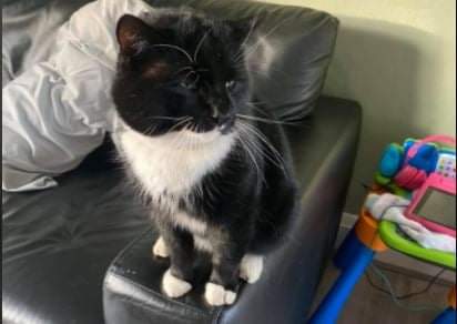 Missing Pets GB tweet media