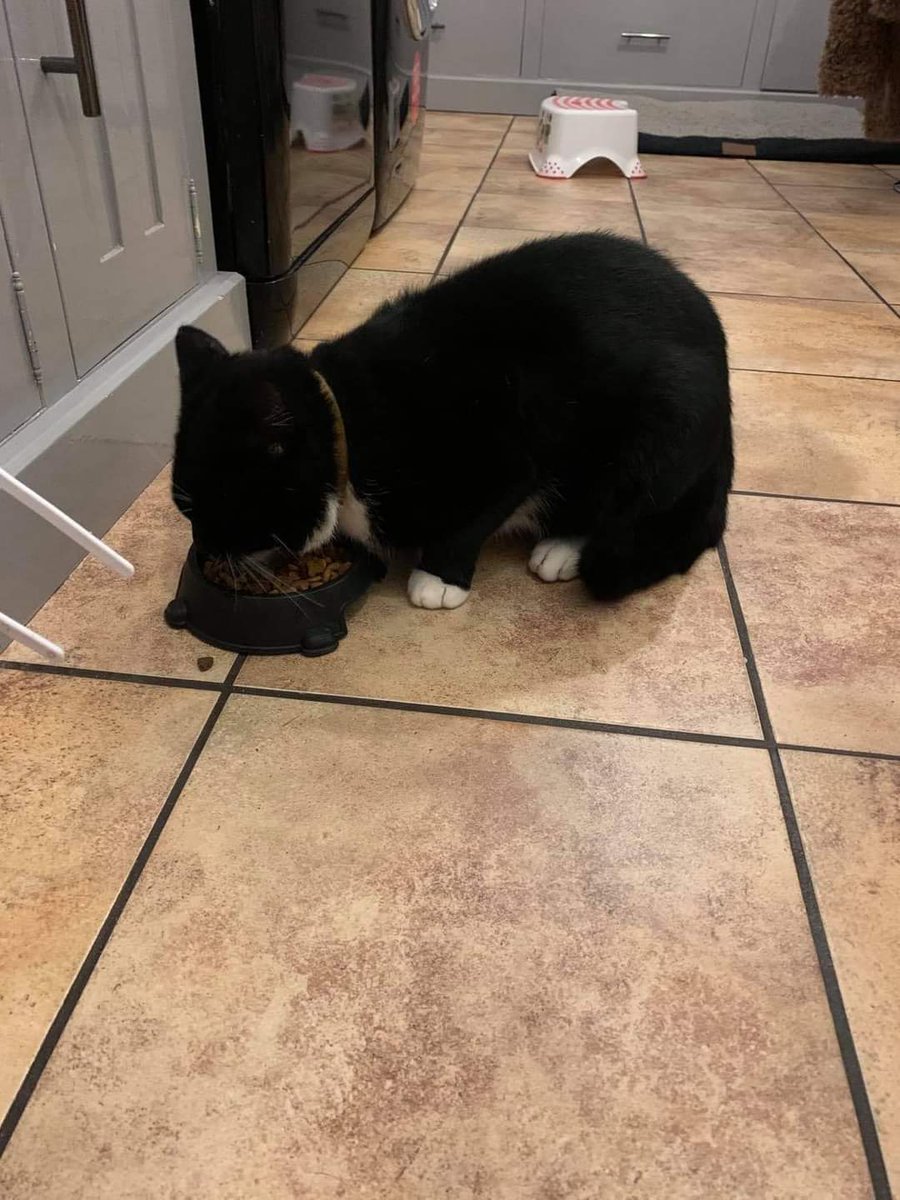 Missing Pets GB tweet media