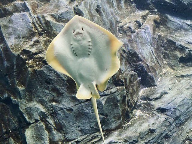 Green Pepper S Tweet 四国水族館の エイくんざぶとん が人気だと聞いたので検索してみた 表がブルーで裏が例の可愛らしい顔になってるのか しまった 去年行ったのにこれは見逃した Trendsmap