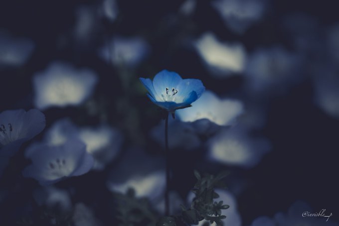 ネモフィラブルーのtwitterイラスト検索結果