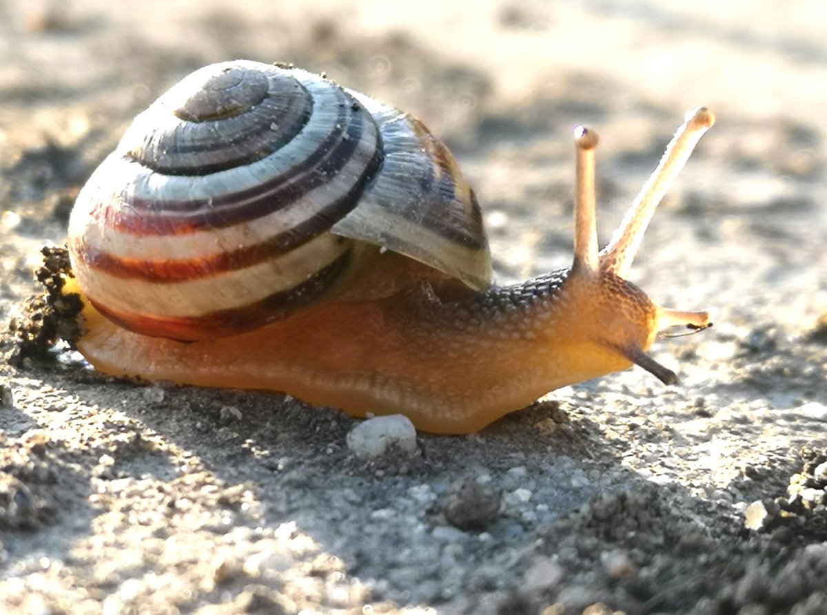 Die ersten Sonnenstrahlen kommen und schon sind auch die Schnecken im Garten unterwegs. Wir wissen von Gartennachbarn, dass schon im Frühjahr mit Schneckenkorn gearbeitet wird. 
Wir für uns im Garten lehnen das ab, mit Gift zu arbeiten.
Wie haltet ihr es so?