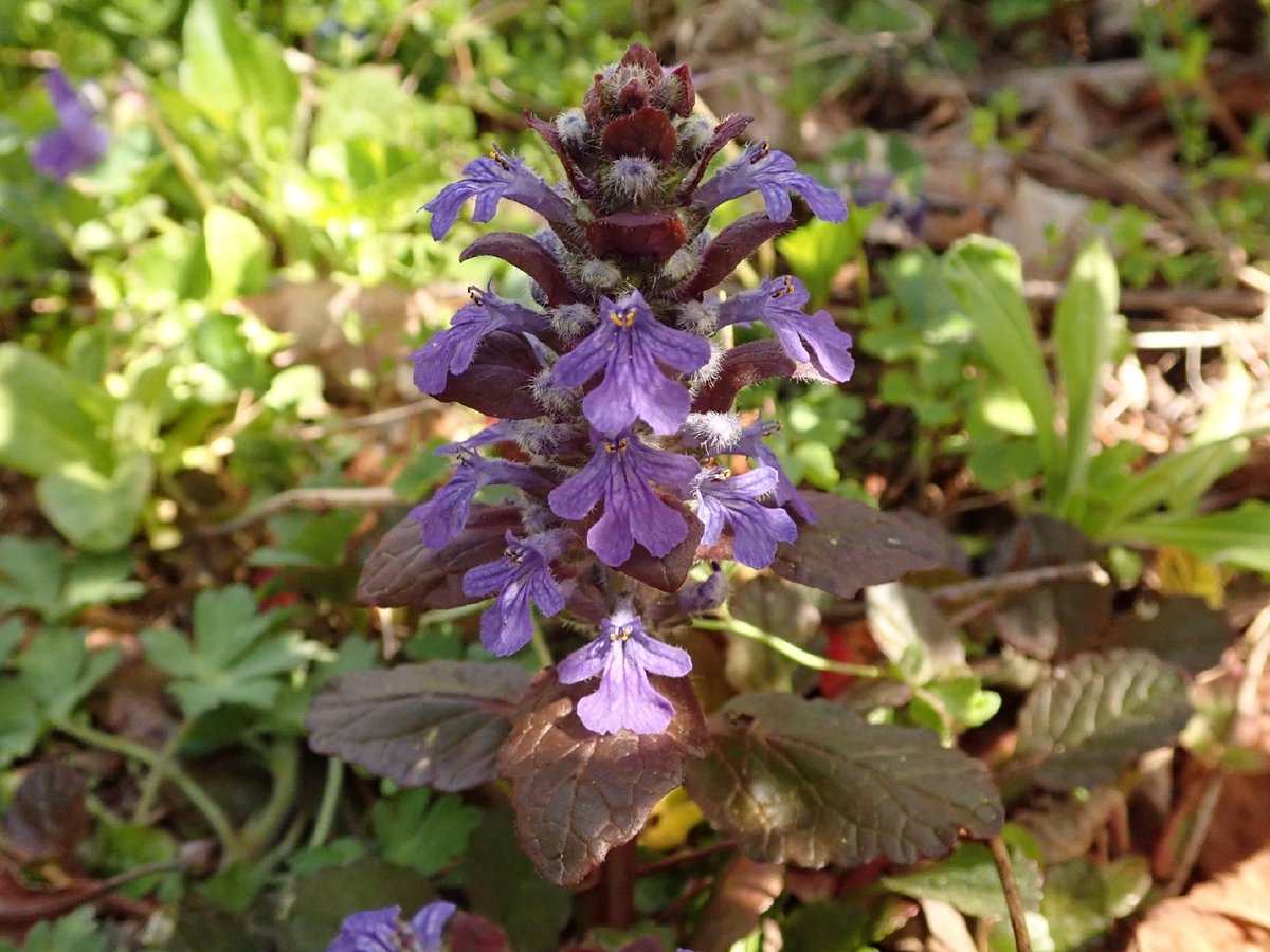 セイヨウキランソウ