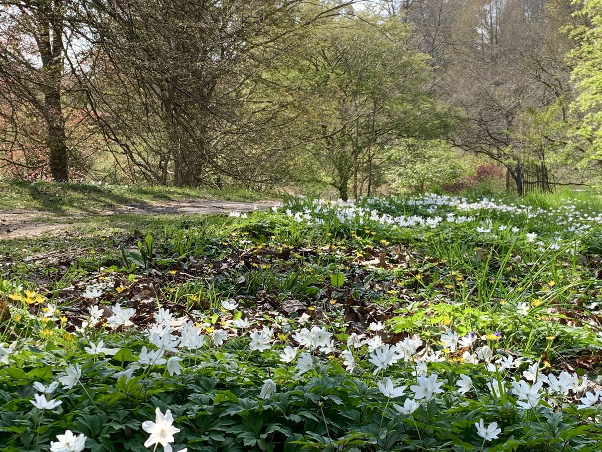 A glorious day at Sir Harold Hillier Gardens in Romsey. We got a chance to check out the new Art exhibition area too. I can’t wait now! 15th-28th June 😊👍 Please do come and visit my solo show. I will have so much art on display. #artexhibition #romsey #greatday @HillierGardens