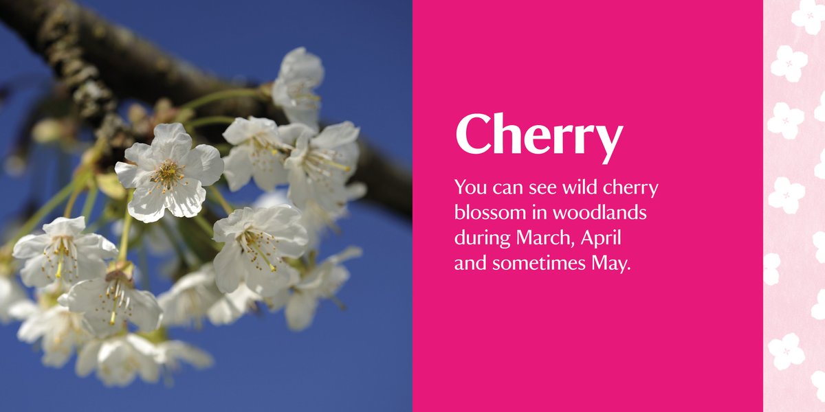 If you joined us for  #BlossomWatch yesterday, you might be looking to identify all the different types you found in your local area. Here's a thread of blossom joy to help.