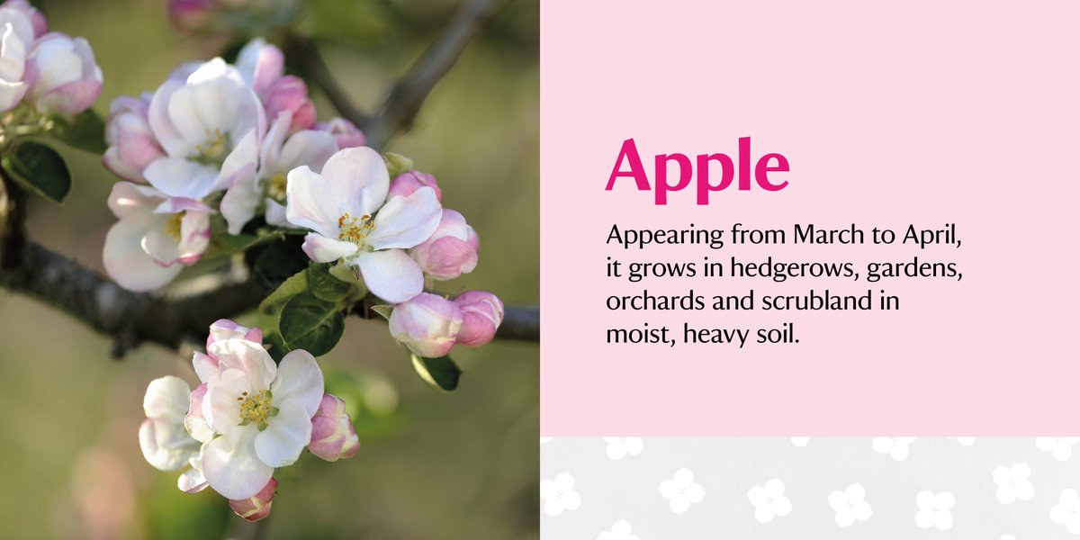 Another firm favourite is apple blossom.  #BlossomWatch