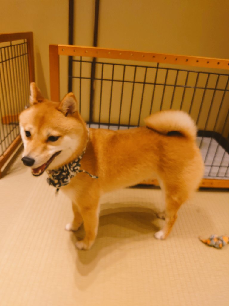 浅草の豆柴カフェ Twitter Search Twitter