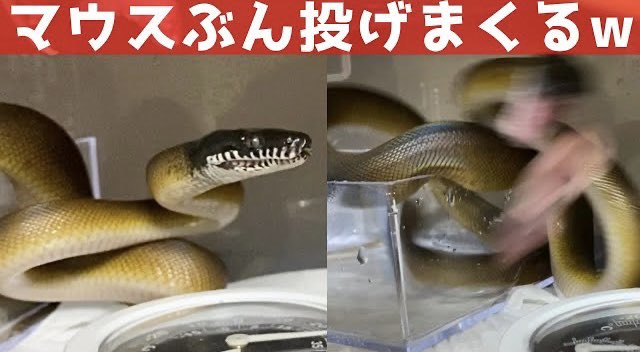Hebi_Kaeru2020's tweet image. チビアルバちゃんの餌やり1番楽しい🤣
YouTube⬇︎
youtube.com/channel/UCJ-Q2…
#アルバーティスパイソン #ノーザン #whitelippedpython #Leiopythonalbertisii #蛇 #ヘビ #飼育 #爬虫類 #爬虫類好き