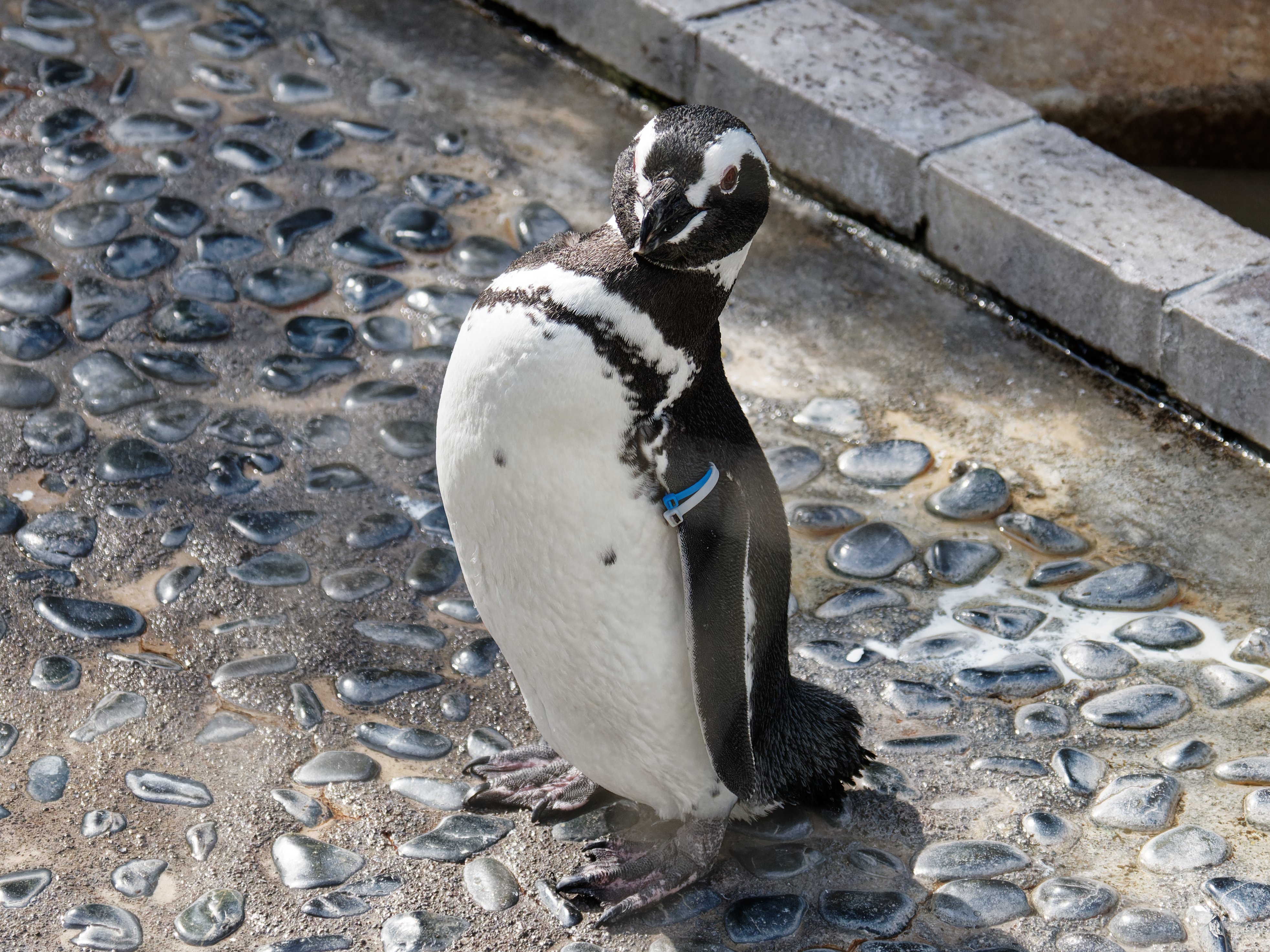 ☆天然石☆彫刻☆ペンギン☆犬☆オットセイ☆カバ☆ 鹿角彫刻「兎角亀毛」鹿の角の小さいおばけ【11】 | deer bone 