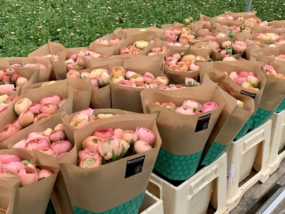 Vanaf nu zijn onze ranonkels ook leverbaar in papieren hoezen. Morgen op de klok!
<a href="/Flora_News/">Flora_News</a> <a href="/FloraMondo/">FloraMondo</a> <a href="/Decorumcompany/">Decorum Company</a> <a href="/bloemisterij/">Bloemisterij</a>