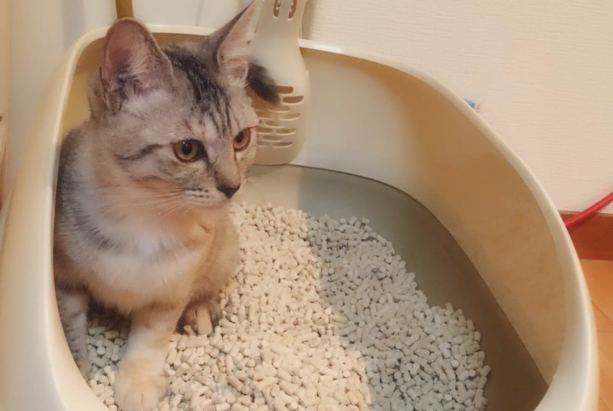 猫ちゃんが嫌がらせのように人間の食事中にうんちやおしっこをするのは 飼い主がすぐ掃除をしてくれるから かも 猫の排泄行動は何らかの事象と関連づけられ パターン化されることが多いです 飼い主がごはんを食べている時にトイレをすれば すぐに片付けてくれると 猫ちゃんが嫌がらせのように人間の食事中にうんちやおしっこをするのは 飼い主がすぐ掃除をしてくれるから かも 猫の排泄行動は何らかの事象と関連づけられ パターン化されることが多いです 飼い主がごはんを食べている時にトイレをすれば すぐに片付けてくれると