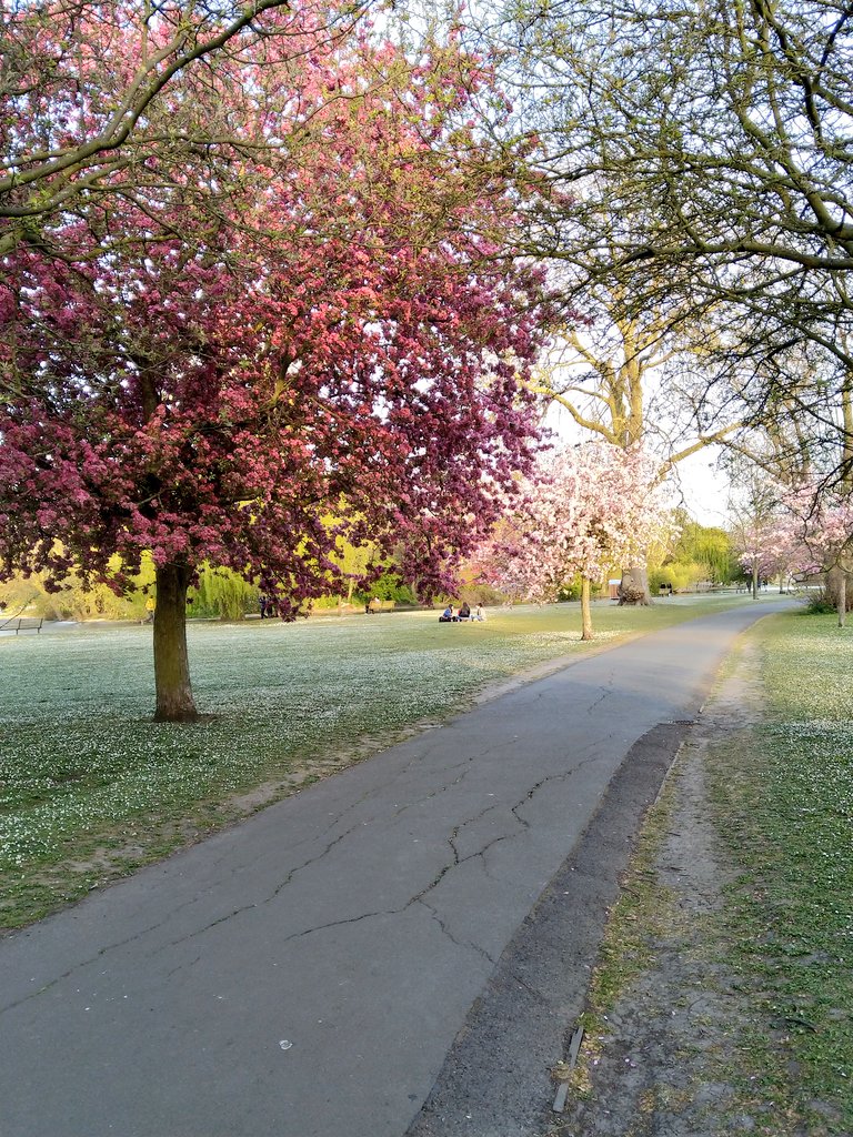 Colours of Spring💚🌺🌳🏵️🌷🌿🌍💙
#spring #greenspace #SpringTime #London #springinlondon #nature #Parksandgardens #Londonparks