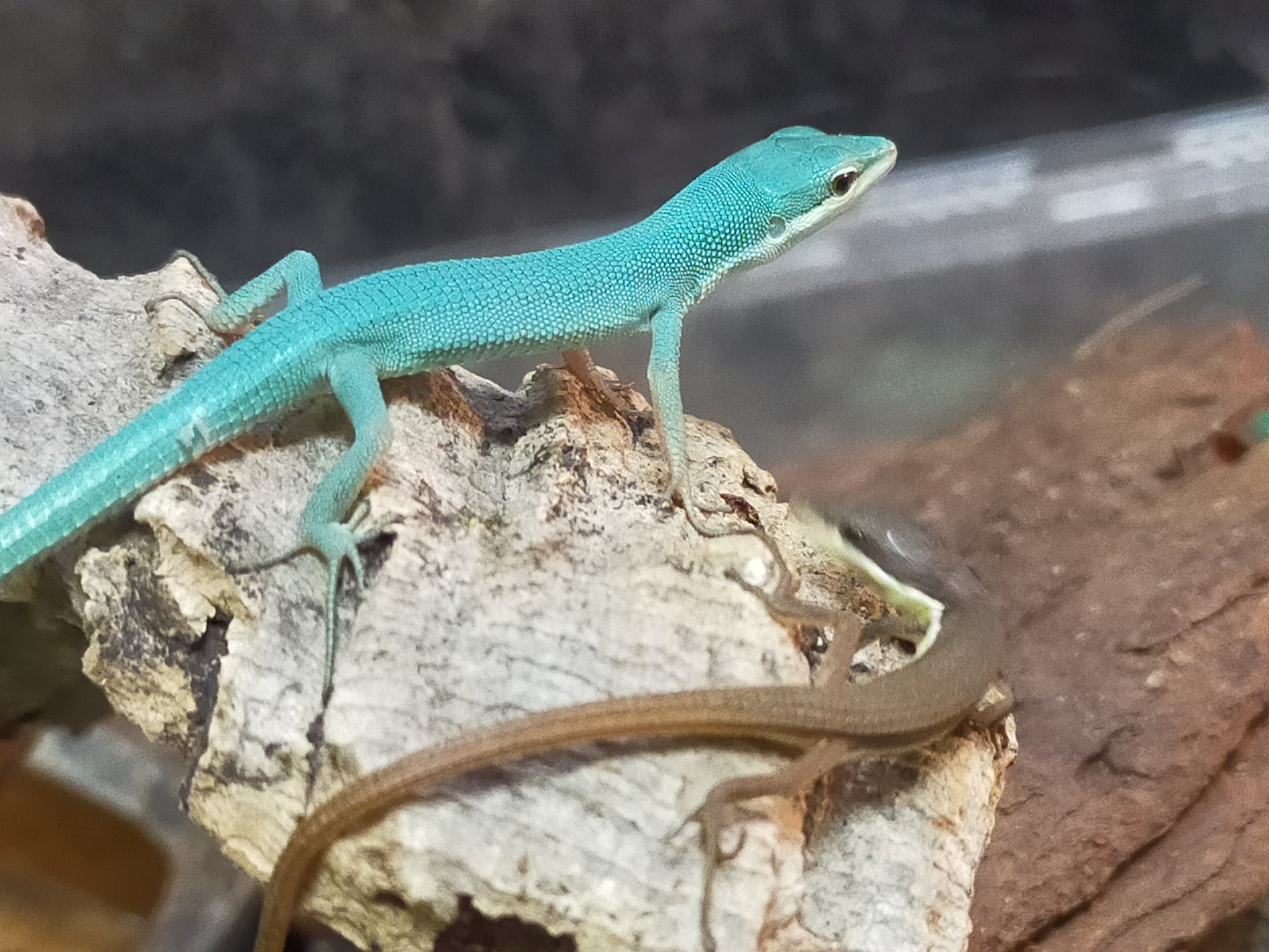 ネイチャーちゃんねる サキシマカナヘビのベビーとアオカナヘビのベビーを比べるとこんな感じです サキシマカナヘビ アオカナヘビ 爬虫類好きと繋がりたい T Co Qywy9hxpna Twitter ネイチャーちゃんねる サキシマカナヘビのベビーとアオカナヘビのベビーを比べるとこんな感じです サキシマカナヘビ アオカナヘビ 爬虫類好きと繋がりたい T Co Qywy9hxpna Twitter