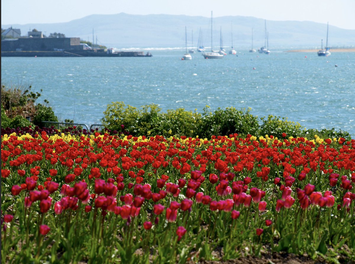 RushTourism's tweet photo. Tulip view at the Rogerstown Estuary looking out to Lambay Island😍 Ruigrok Flower bulbs, based at the estuary in #Rush #Tulips #RosÉo #Rogerstown #Lambay #Dublin https://t.co/Ty5RfHw3tg