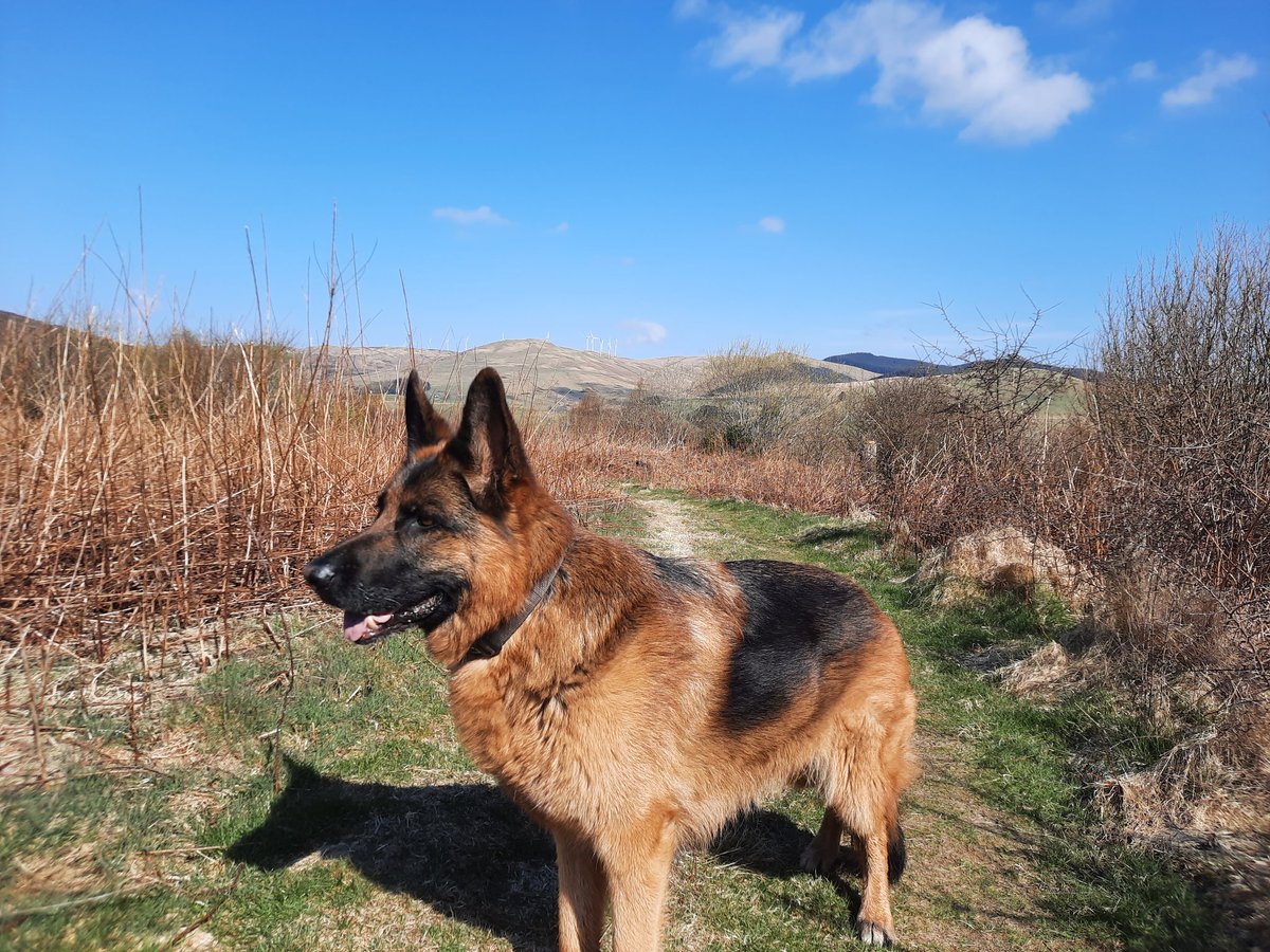 Jacki Dowie (@jackidowie) on Twitter photo Beautiful walk with hubby this morning to #SeamabHill in the #Ochils above #Muckhart from #GlenDevon. <a href="/DiscoverClacks/">DiscoverClacks</a> Beautiful walk with hubby this morning to #SeamabHill in the #Ochils above #Muckhart from #GlenDevon. <a href="/DiscoverClacks/">DiscoverClacks</a>