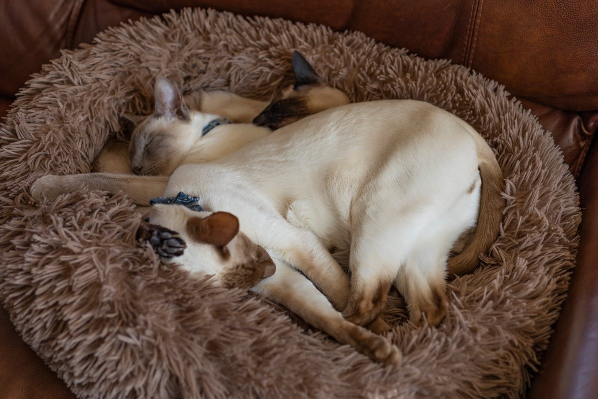 Diablo_Siamese's tweet photo. Founder members and #LifeLongMembers of the #DoingNothingClub #Siamigos #FurryDonutDaze #TeamDiablo #SignUpNow @jolenehunter #catsofinstagram #CatsOfTwitter #CanonPhotography https://t.co/wqfDTpGyX9