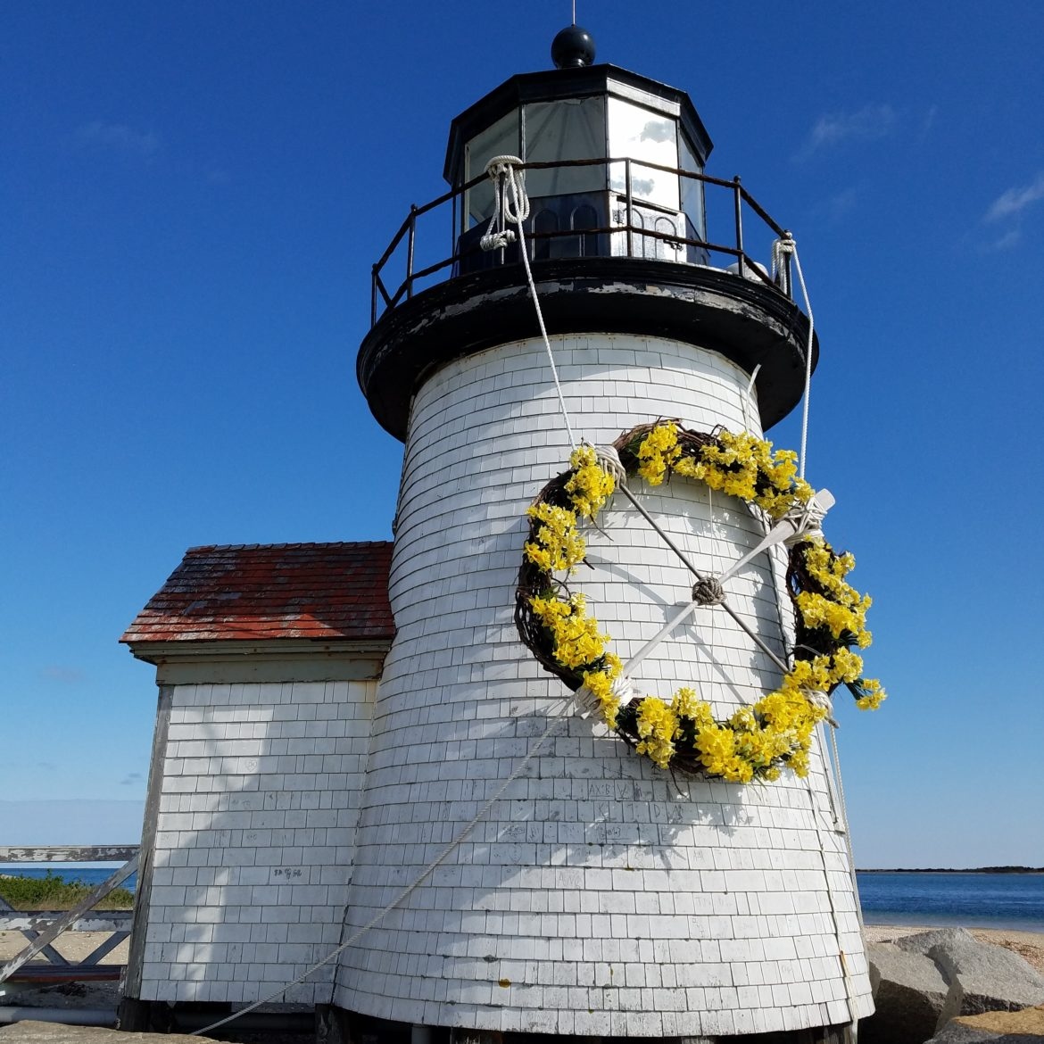 The island is blooming! 🌼  #NantucketWhaler #Nantucket
#NewEngland #DaffodilFestival #ACKdaffy
