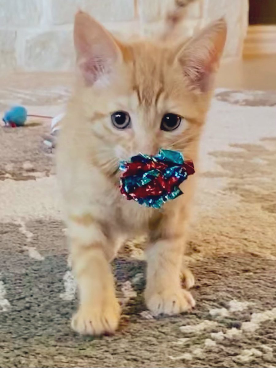 Cool colors, awesome noises, hours of fun. #MsHank #Kittens #CatsOfTwitter