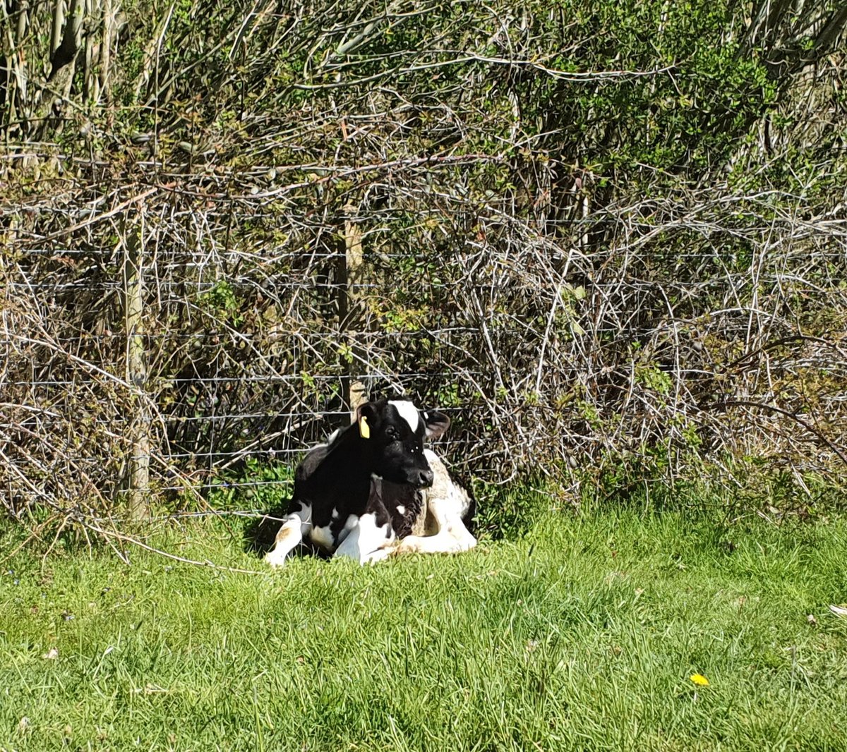 CALL TO ACTION <a href="/westonsfarmshop/">Westons Farm Shop</a> we have secured sanctuary space for Charlie the calf, please speak to us! He needs help. They have twitter/Facebook contact them. <a href="/AnimalEquality/">Animal Equality</a> <a href="/bbcsoutheast/">BBC South East</a> <a href="/JournoJane/">Jane Dalton</a> <a href="/unoffensive112/">unoffensiveanimal</a> <a href="/animal_leaks/">AnimalLeaks 🌐</a>