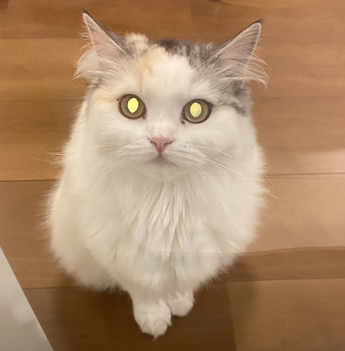 ニャンチューฅˆ•ﻌ•ˆฅ様おまとめページ ニャンちゅう (@rightblue0827) / Posts / X