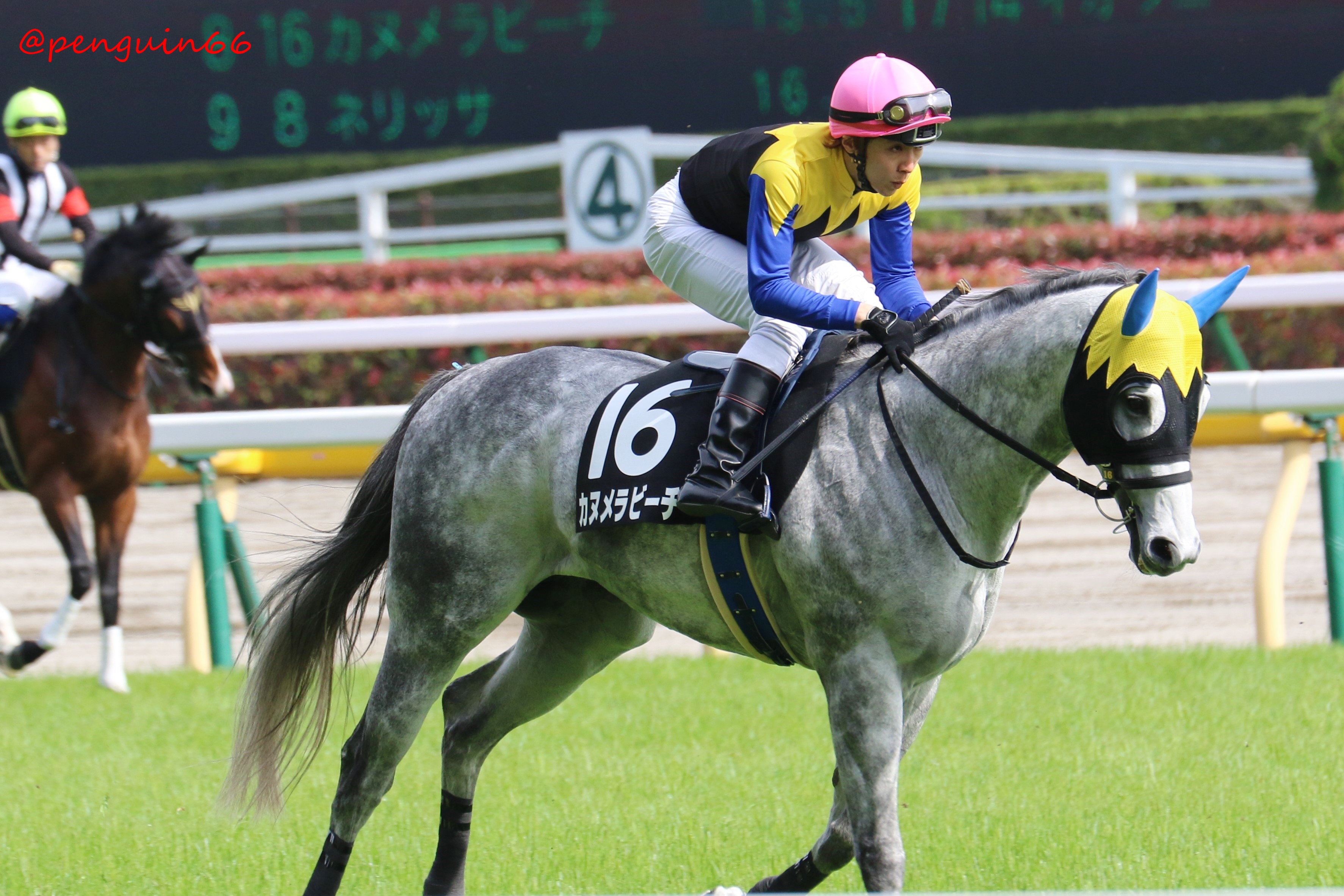 ぺんぎんさん 東京10r 晩春ステークス 16カヌメラビーチ ロードカナロアの息子さん お母さんは メジロツボネさんです 須貝尚介 厩舎 馬主 金子真人ホールディングス株式会社 生産者 レイクヴィラファーム カヌメラビーチ 競馬 T Co