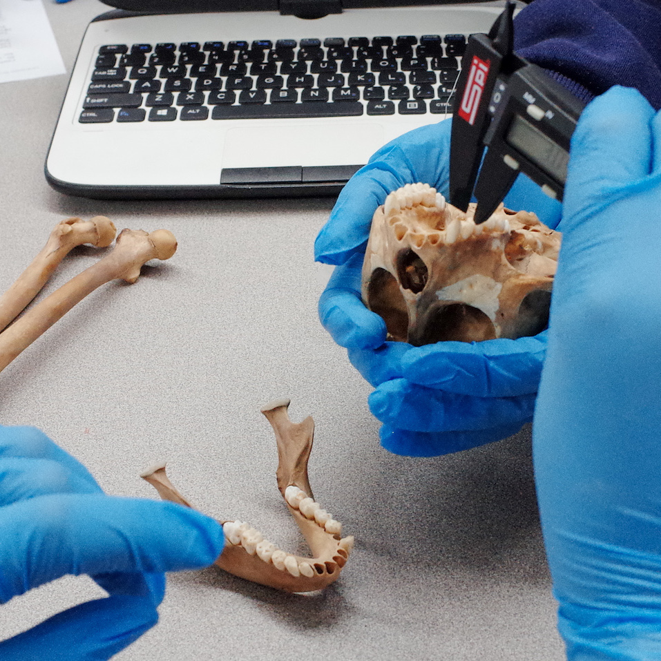 Today's Featured Post: Unknown Bones! This hands-on activity uses monkey bones to illustrate #sexualselection and explore #statistics. This post was created by @rhernandezpach from @CSULBQuantEco in partnership with @CayoSantiagoPR. Read more at: sites.lsa.umich.edu/primatelearnin…