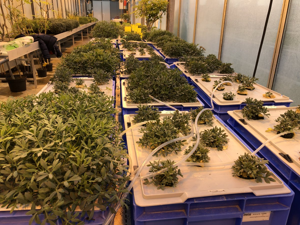 We are happy about our improvements in the #Aquacombine project. Our first results are now released on the homepage aquacombine.eu. Recommendable for everyone who is interested in salt-tolerant plant species and bioeconomy!