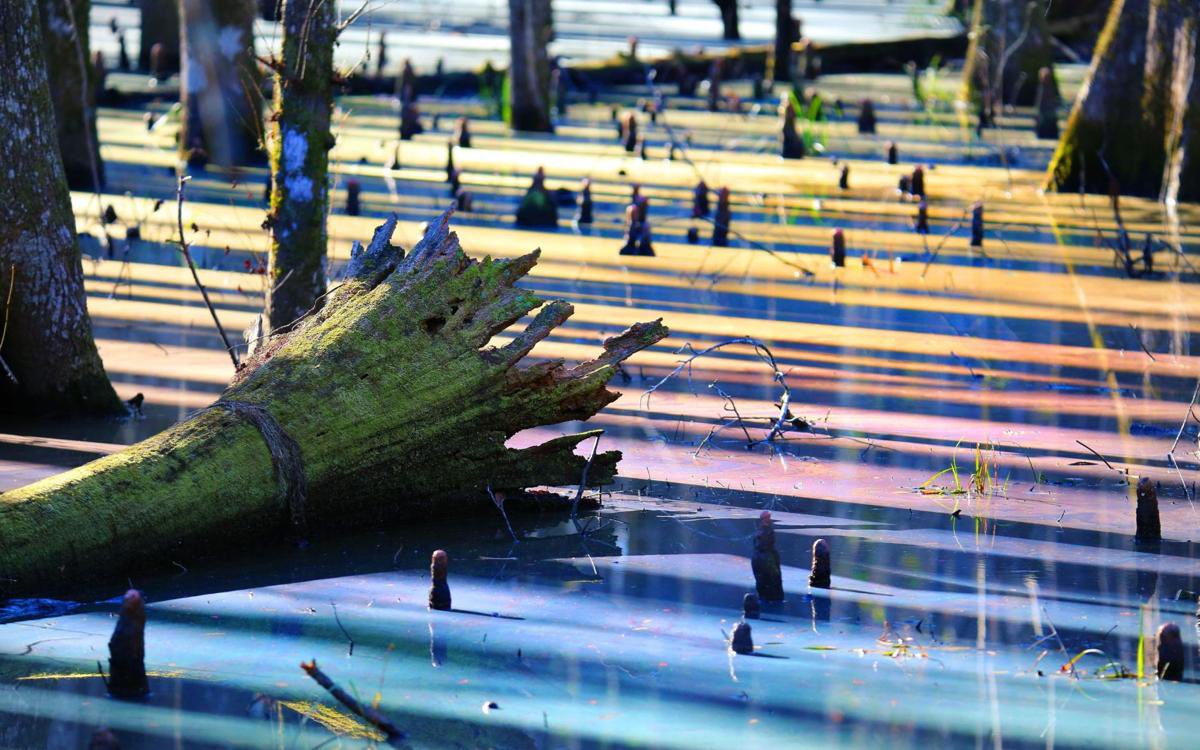 This is the rainbow swamp phenomenon. The rainbow sheens are the result of natural oils released by decaying vegetation. (leaves)