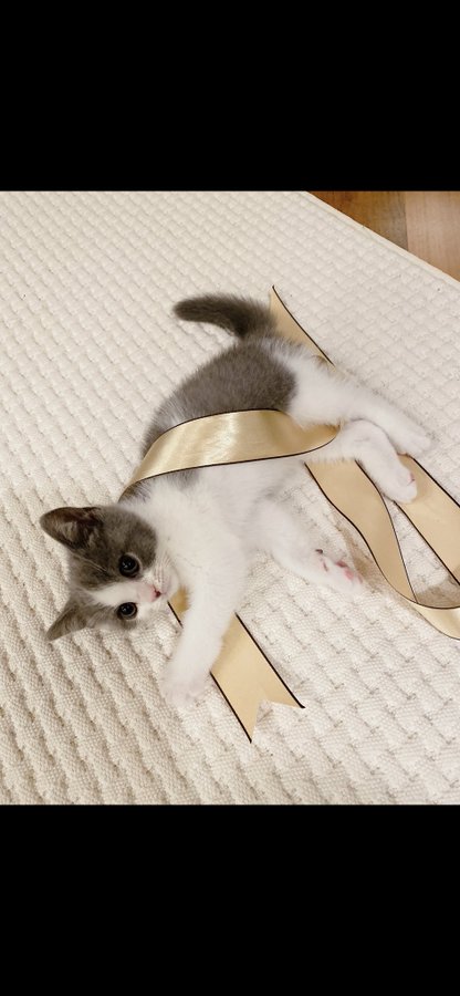 🐈‍⬛