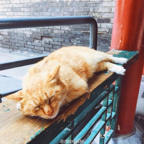 justineducern's tweet photo. Message Désespoir d'une Marseillaise - 
40 chats vont se retrouver en fourrière ou à la rue
Si vs pouvez aider, si des associations de cette région ou du Sud voient ce message - un grand élan de solidarité  . Merci
Chris Rozica se sent a le cœur brisé...

https://t.co/xnS3pNkZcG https://t.co/0fua2BEas3