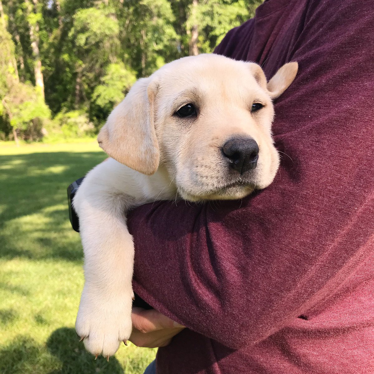 madirevell's tweet photo. @ScooterMagruder @ShayneSipowski Hank the pup https://t.co/M949zmbKB0