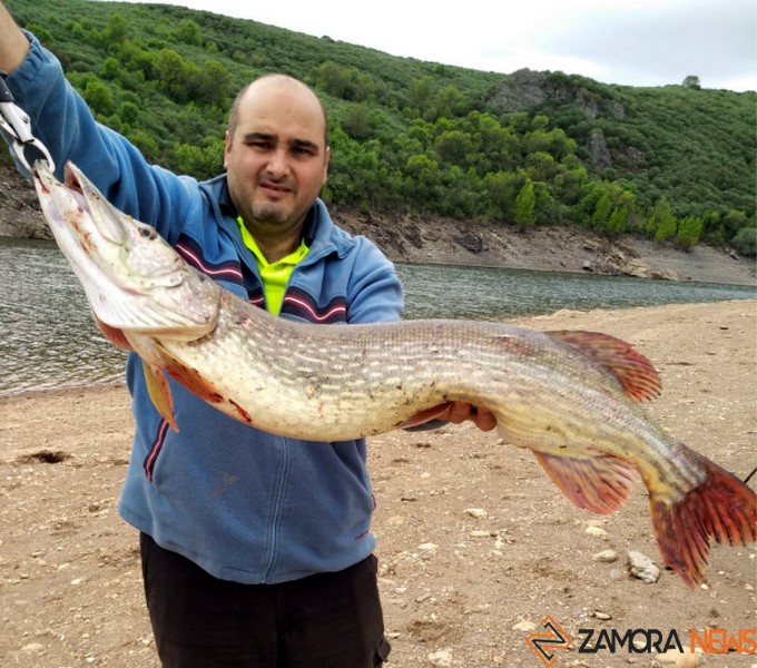 La familia González de enhorabuena, pescan un lucio de más de 11 kilos en Ricobayo <a href="/PescayCaza1/">Pesca y Caza</a> 
<a href="/ZamoraSpain/">Turismo en Zamora</a> 
 <a href="/rioaliste/">rio aliste</a> <a href="/ricobayonatural/">ricobayo natural</a> #Ricobayo 
 zamoranews.com/articulo/depor…