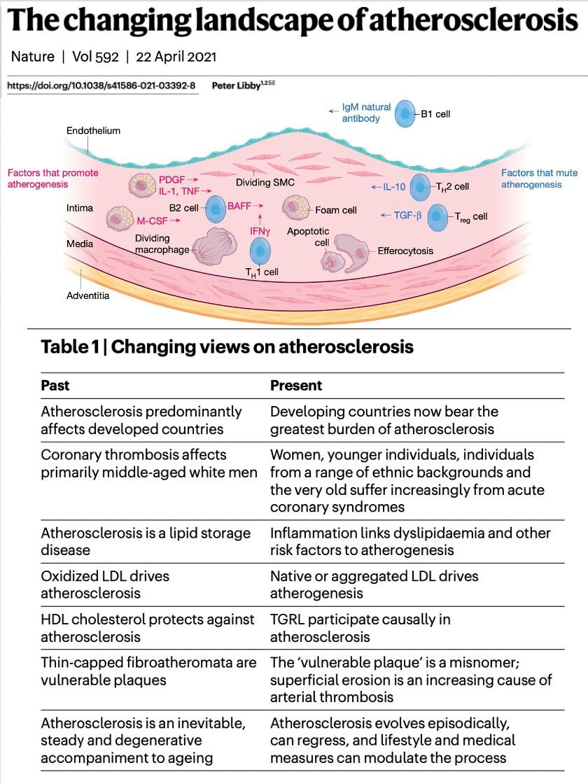 skrå Vant til Før Paulo E. Ocke Reis on Twitter: "“A new review on atherosclerosis invited by  Nature just published. A lot has evolved since 2002 paper (Inflammation in  atherosclerosis. Nature 2002;420:868-874.)”#atherosclerosis #vascular  #vascularsurgery #inflammation ...