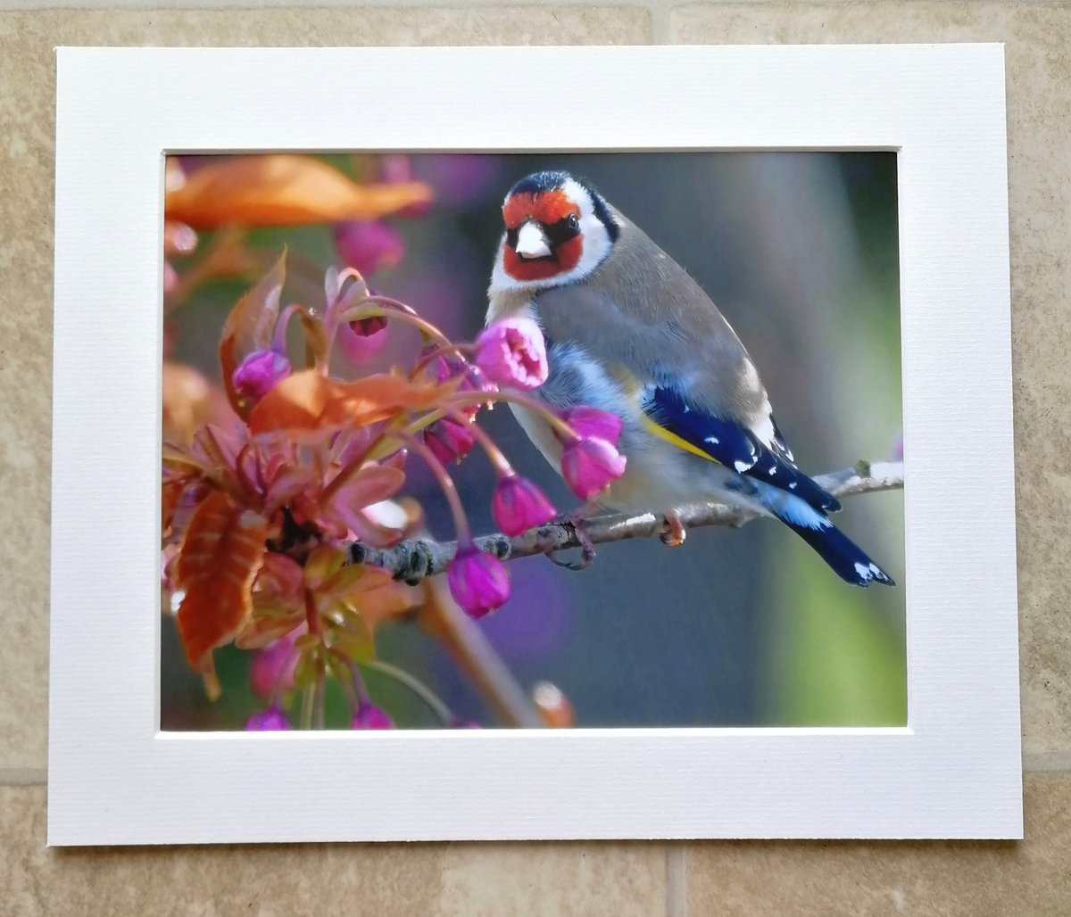 'Goldfinch in Cherry Blossom' - 10x8 mounted print.  You can buy it here; https://www.carlbovis.com/product-page/goldfinch-in-cherry-blossom-10x8-mounted-print 