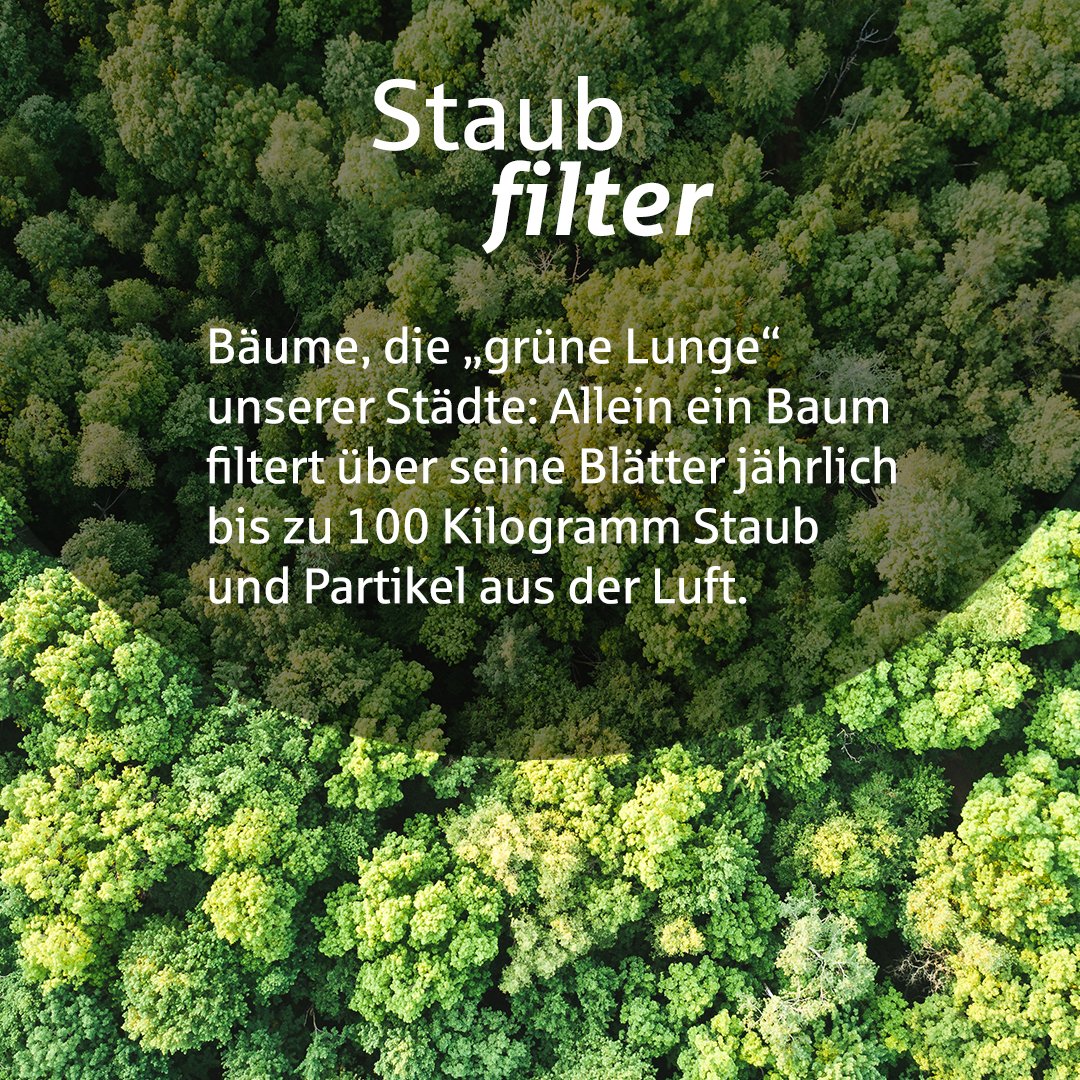 SparkasseMB's tweet photo. An seinem #Ehrentag möchten wir uns beim #Baum für seinen unverzichtbaren Job für alle Menschen bedanken. Welch tolle Arbeit er seit jeher für uns leistet, erfahrt ihr auf den #Bildern 🤗

Der Baum, ein mehr als verdienter #MitarbeiterdesMonats ! 🌳

#tagdesbaumes #sparkasse https://t.co/6RFZqJt8hJ